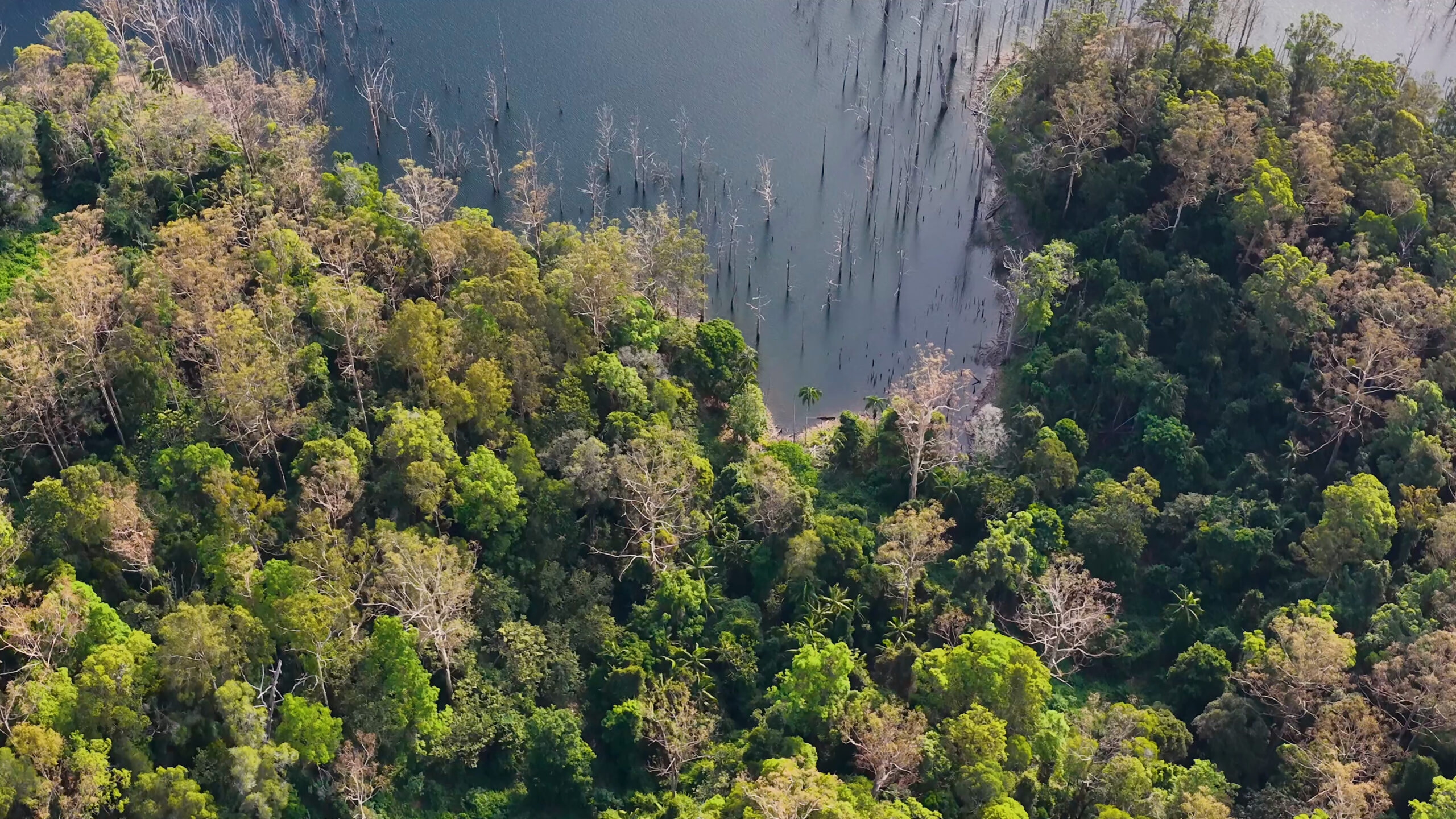 Aerial plantation view