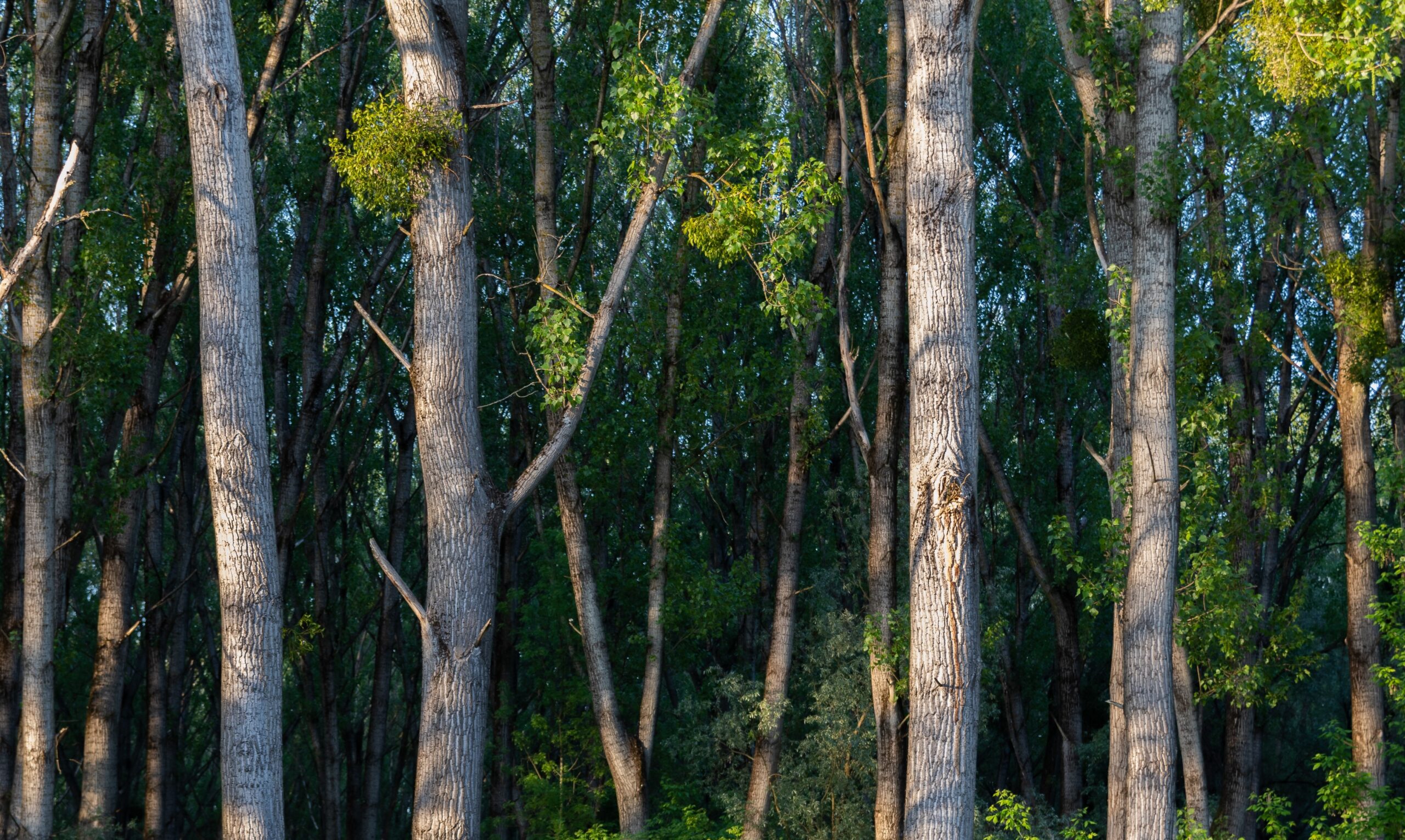 Eucalyptus forest in Uganda
