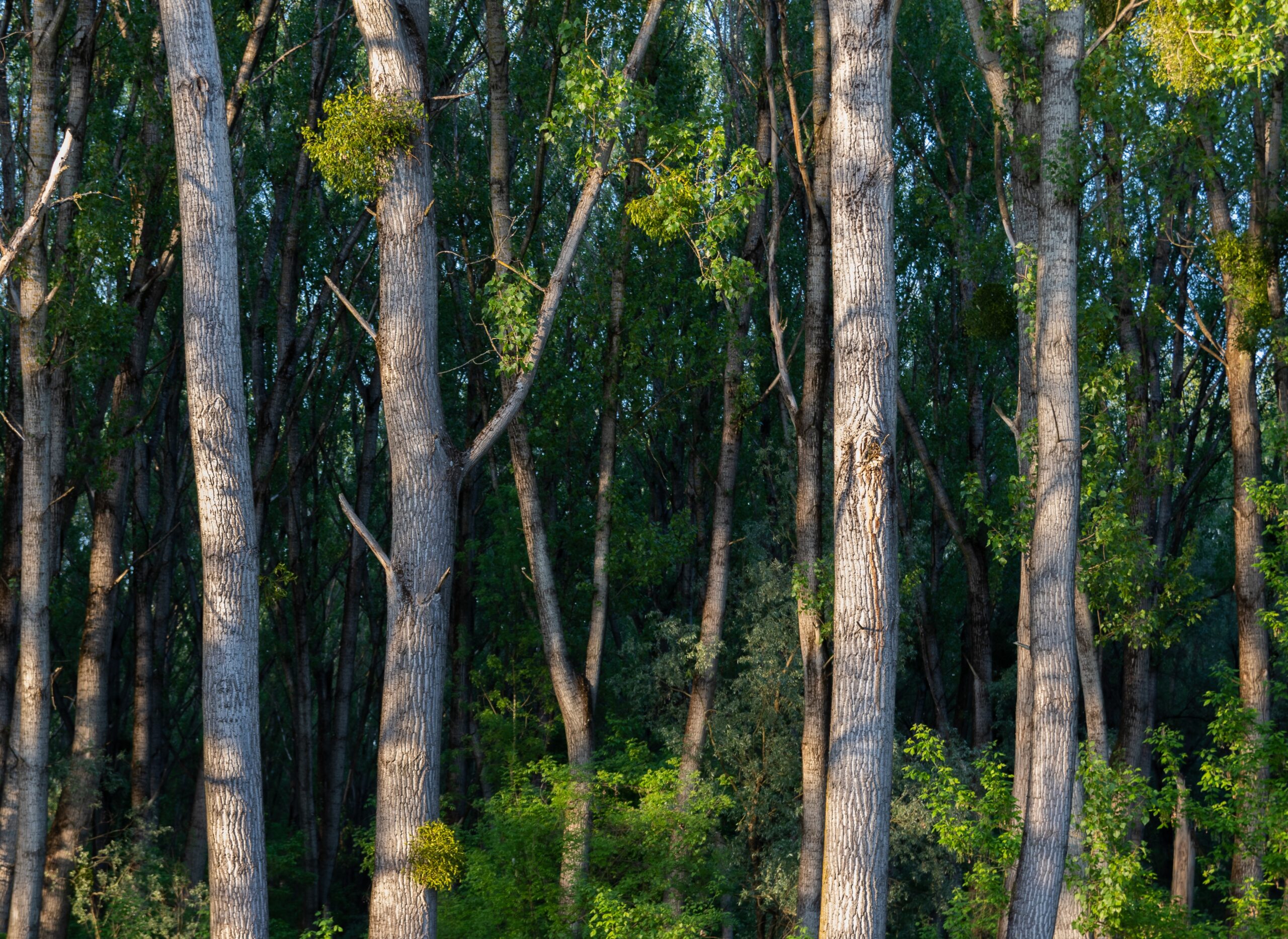 Eucalyptus plantation establishment