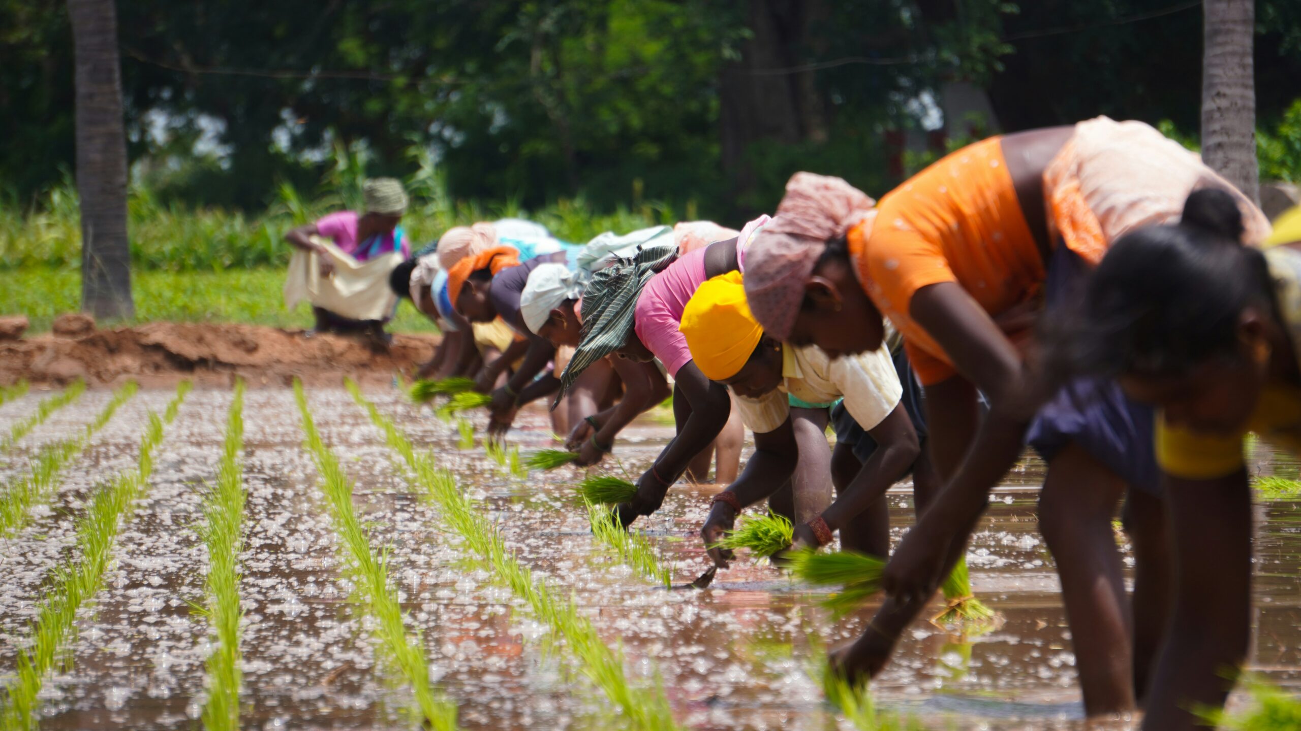 Farmers planting eucalyptus trees