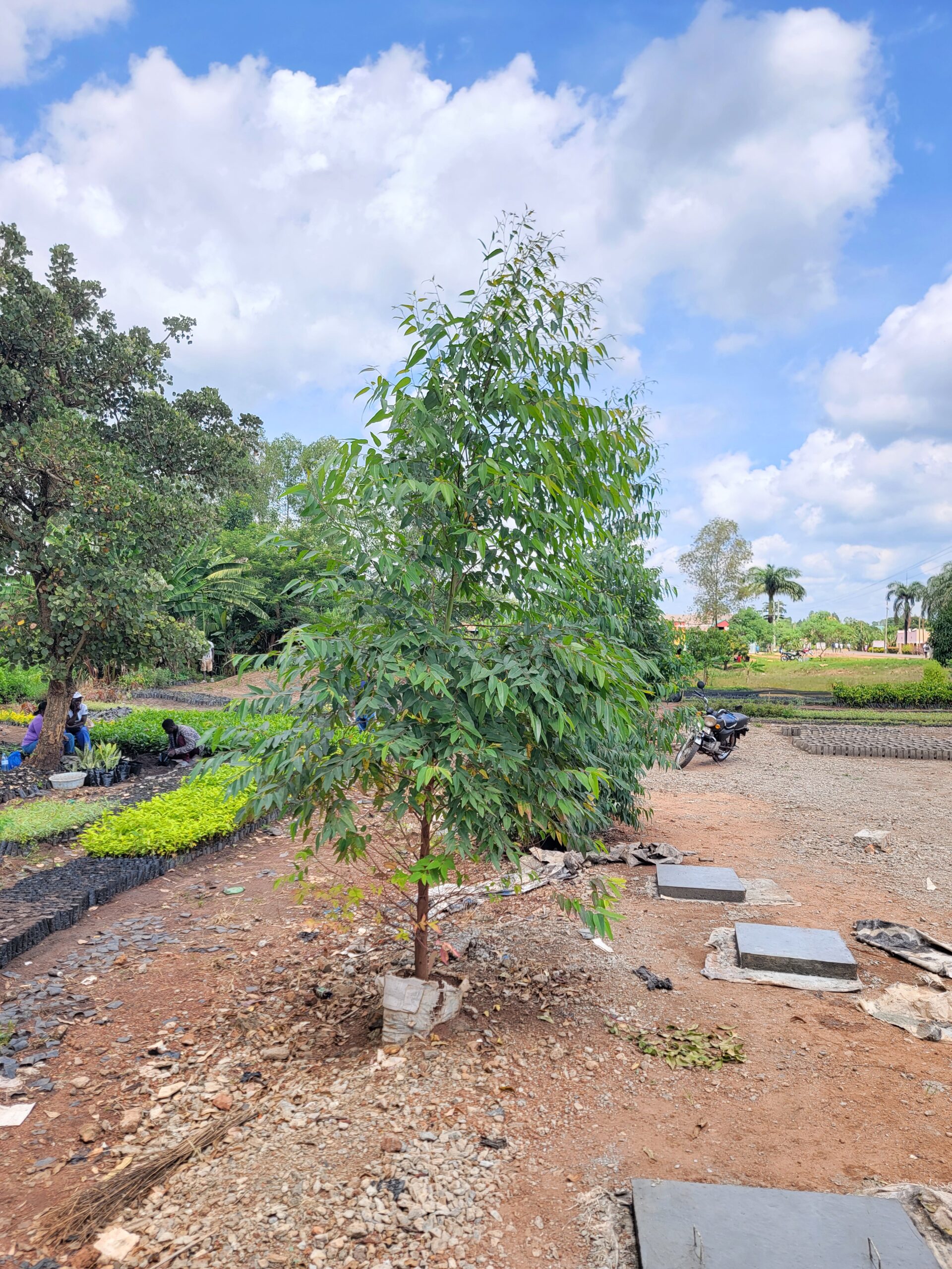 Tree planting activities with local farmers