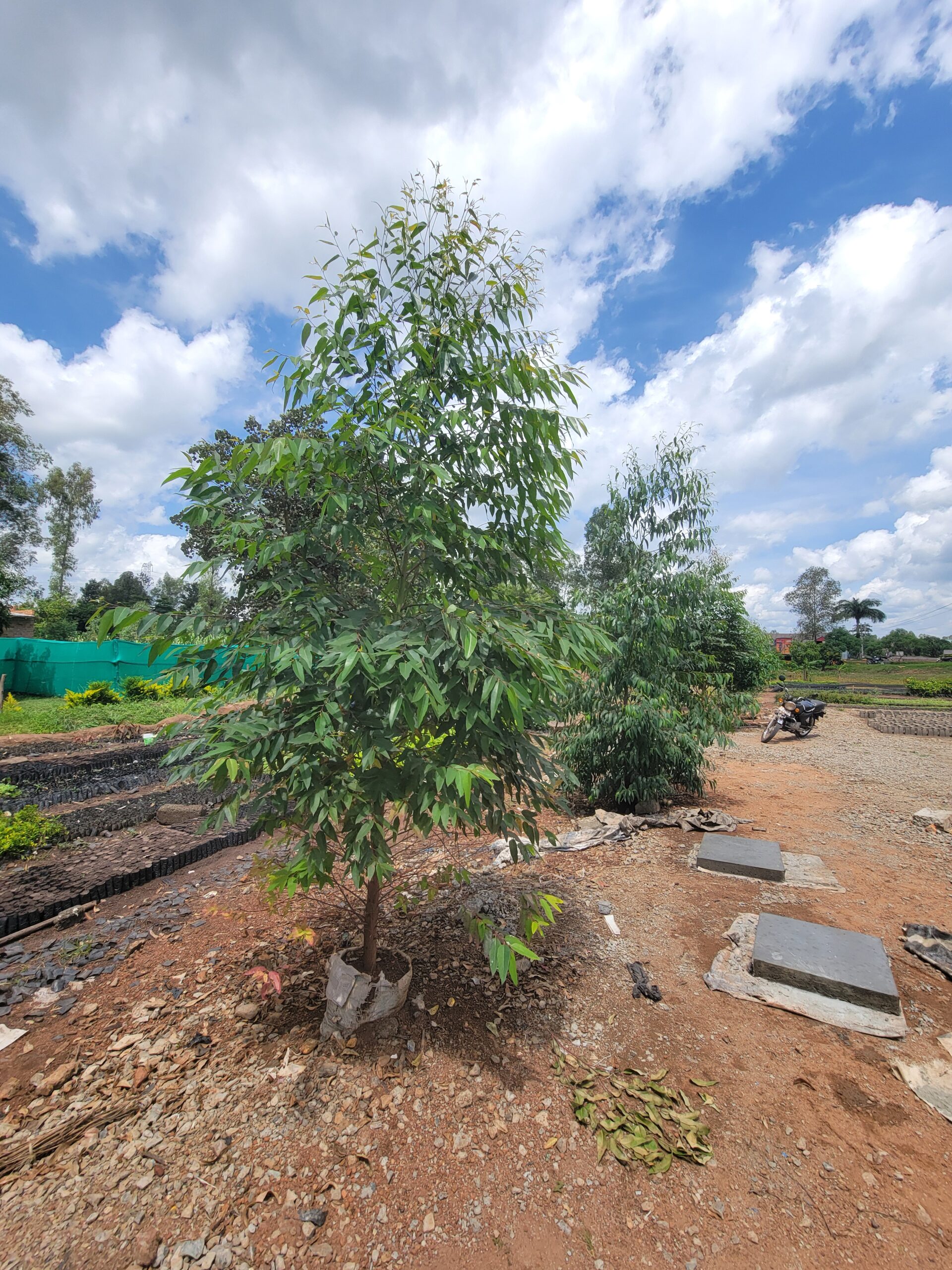 Carbon finance and climate investment in Africa