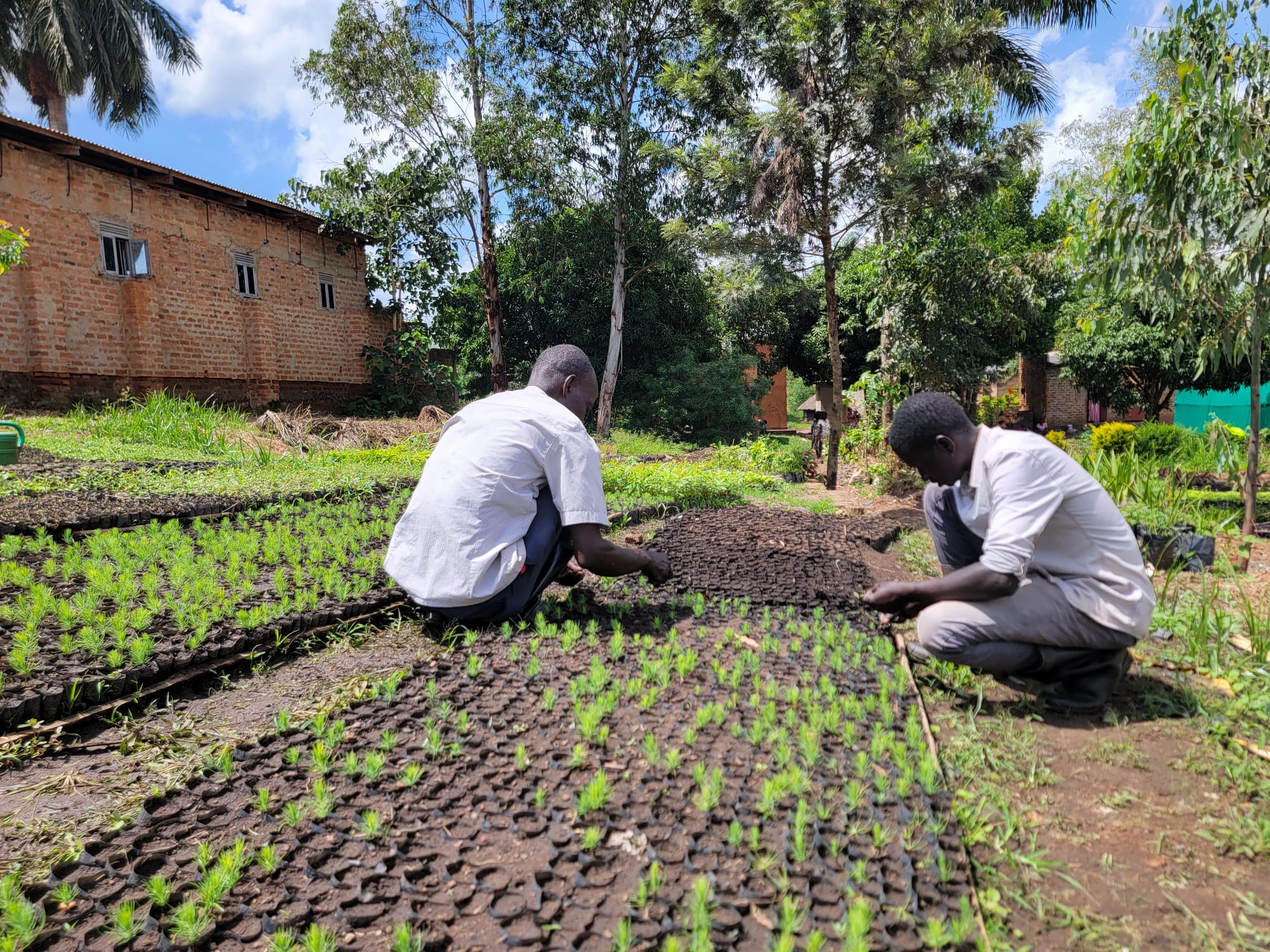 Eucalyptus trees growing tall in Uganda