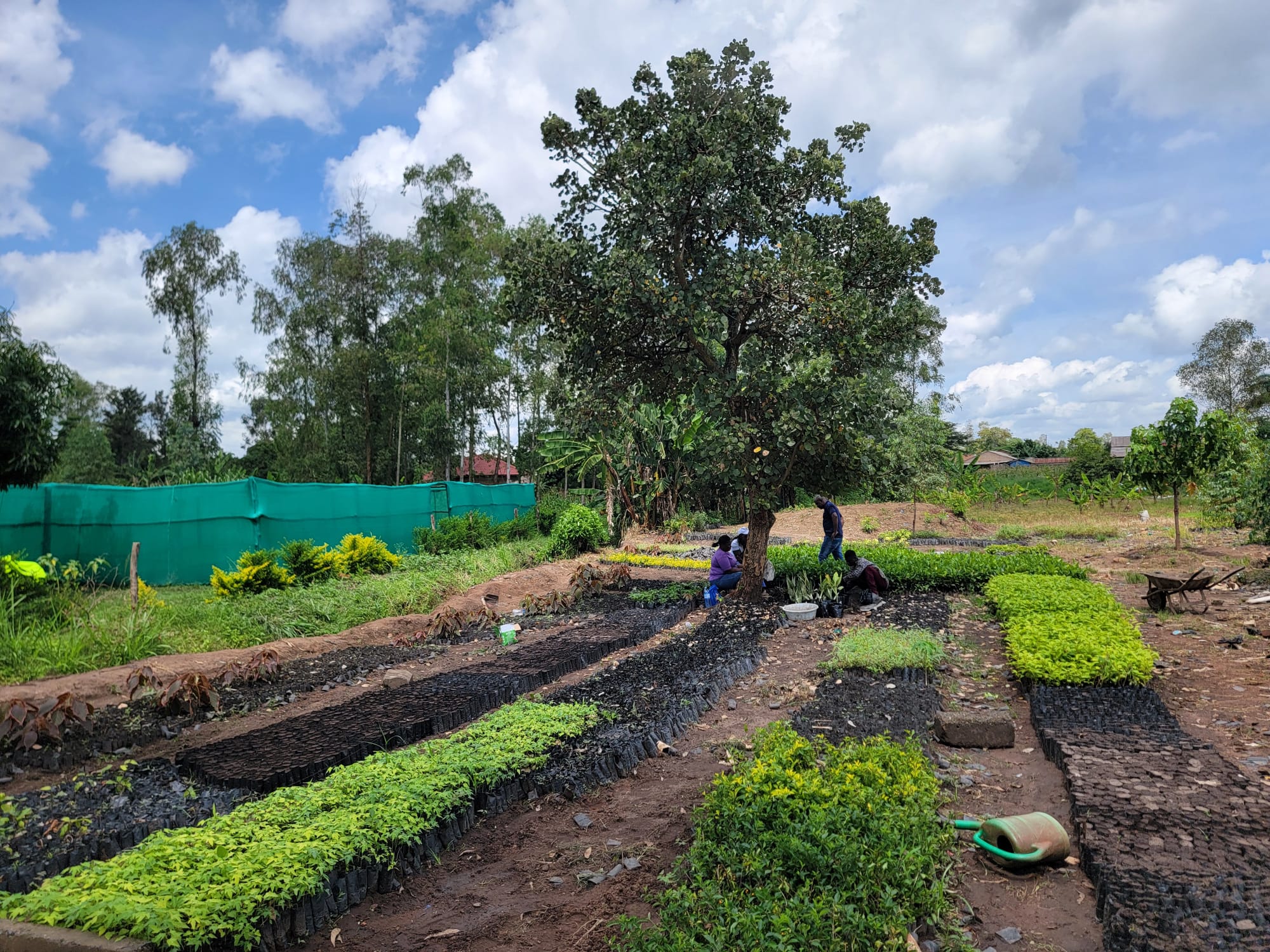 Eucalyptus plantation in Uganda